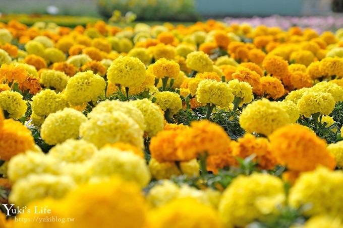 台中景點【中社觀光花市】歐式花海庭園全年可賞花×台中親子烤肉好去處！ - yuki.tw