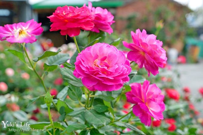 台中景點【中社觀光花市】歐式花海庭園全年可賞花×台中親子烤肉好去處！ - yuki.tw