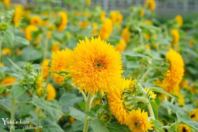 台中景點【中社觀光花市】歐式花海庭園全年可賞花×台中親子烤肉好去處！ - yuki.tw