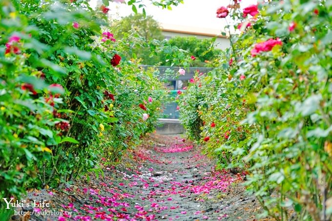 台中景點【中社觀光花市】歐式花海庭園全年可賞花×台中親子烤肉好去處！ - yuki.tw