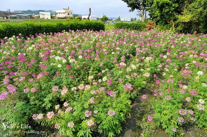 台中景點【中社觀光花市】歐式花海庭園全年可賞花×台中親子烤肉好去處！ - yuki.tw