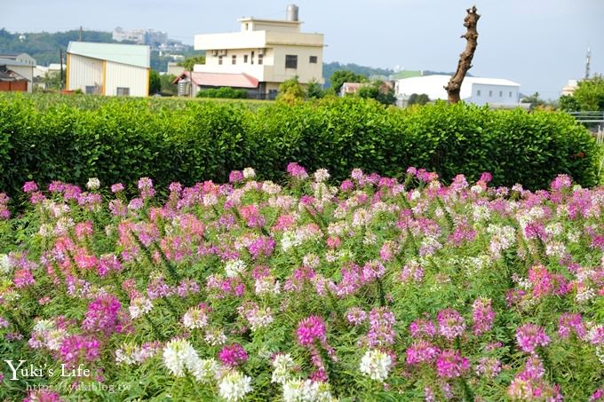 台中景點【中社觀光花市】歐式花海庭園全年可賞花×台中親子烤肉好去處！ - yuki.tw