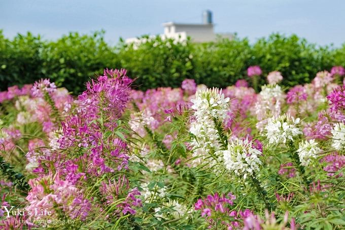 台中景點【中社觀光花市】歐式花海庭園全年可賞花×台中親子烤肉好去處！ - yuki.tw