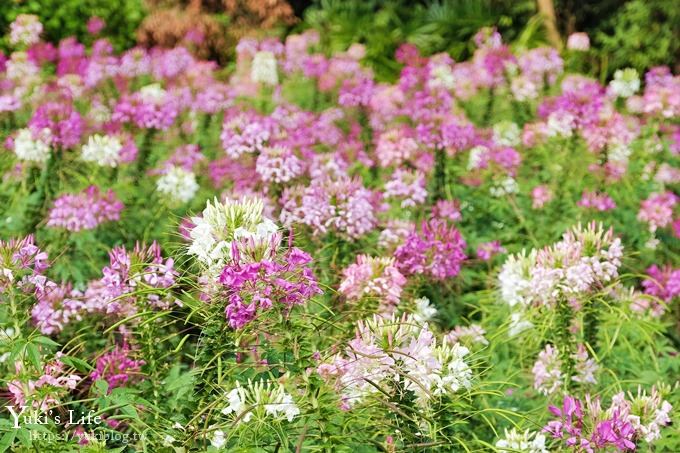 台中景點【中社觀光花市】歐式花海庭園全年可賞花×台中親子烤肉好去處！ - yuki.tw