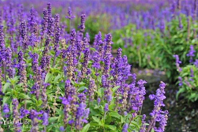 台中景點【中社觀光花市】歐式花海庭園全年可賞花×台中親子烤肉好去處！ - yuki.tw