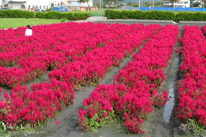 台中景點【中社觀光花市】歐式花海庭園全年可賞花×台中親子烤肉好去處！ - yuki.tw