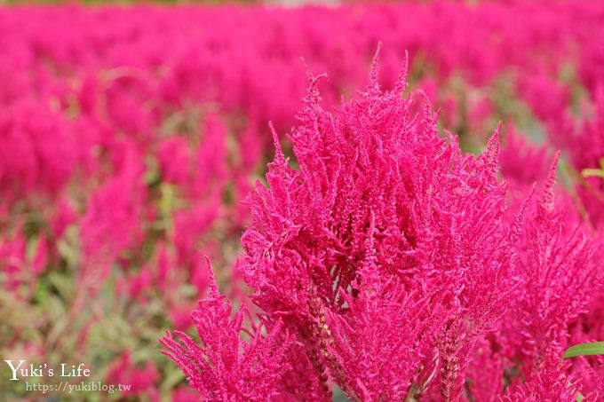 台中景點【中社觀光花市】歐式花海庭園全年可賞花×台中親子烤肉好去處！ - yuki.tw