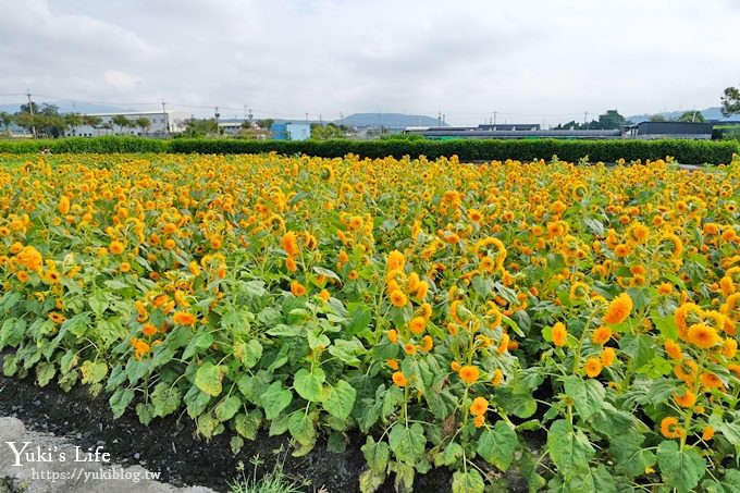 台中景點【中社觀光花市】歐式花海庭園全年可賞花×台中親子烤肉好去處！ - yuki.tw