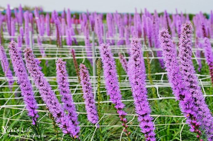 台中景點【中社觀光花市】歐式花海庭園全年可賞花×台中親子烤肉好去處！ - yuki.tw