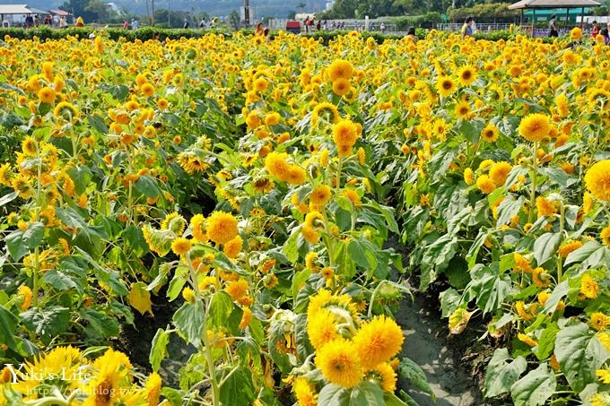 台中景點【中社觀光花市】歐式花海庭園全年可賞花×台中親子烤肉好去處！ - yuki.tw