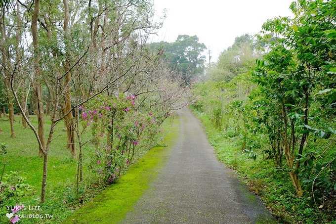 苗栗景點【上田咖啡莊園】繽紛愛心椅×樟樹桐花森林×咖啡慢生活(親子適合) - yuki.tw