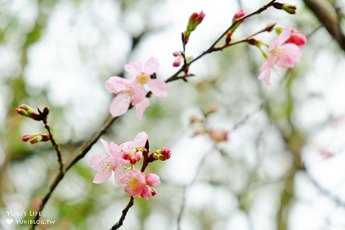 苗栗景點【上田咖啡莊園】繽紛愛心椅×樟樹桐花森林×咖啡慢生活(親子適合) - yuki.tw