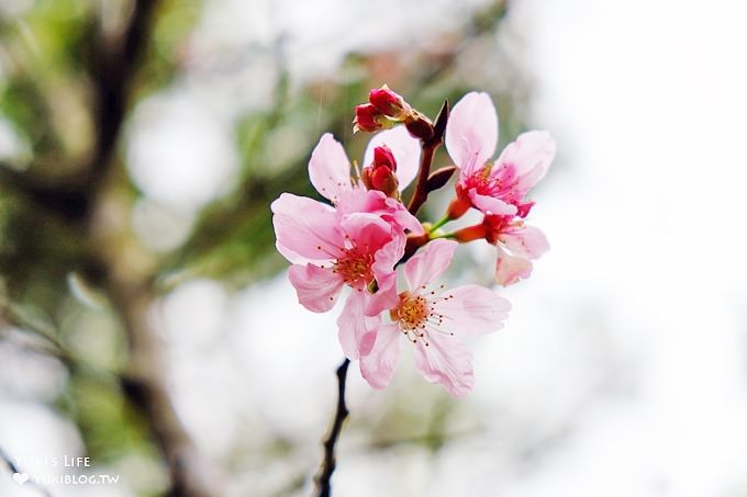 苗栗景點【上田咖啡莊園】繽紛愛心椅×樟樹桐花森林×咖啡慢生活(親子適合) - yuki.tw