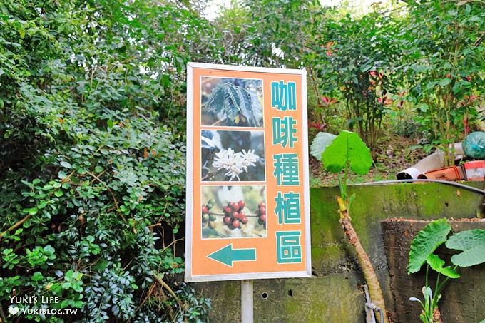 苗栗景點【上田咖啡莊園】繽紛愛心椅×樟樹桐花森林×咖啡慢生活(親子適合) - yuki.tw