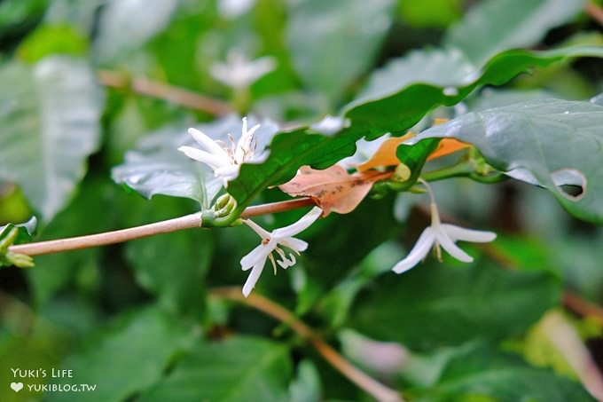 苗栗景點【上田咖啡莊園】繽紛愛心椅×樟樹桐花森林×咖啡慢生活(親子適合) - yuki.tw