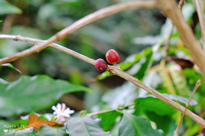 苗栗景點【上田咖啡莊園】繽紛愛心椅×樟樹桐花森林×咖啡慢生活(親子適合) - yuki.tw