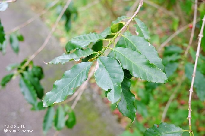 苗栗景點【上田咖啡莊園】繽紛愛心椅×樟樹桐花森林×咖啡慢生活(親子適合) - yuki.tw