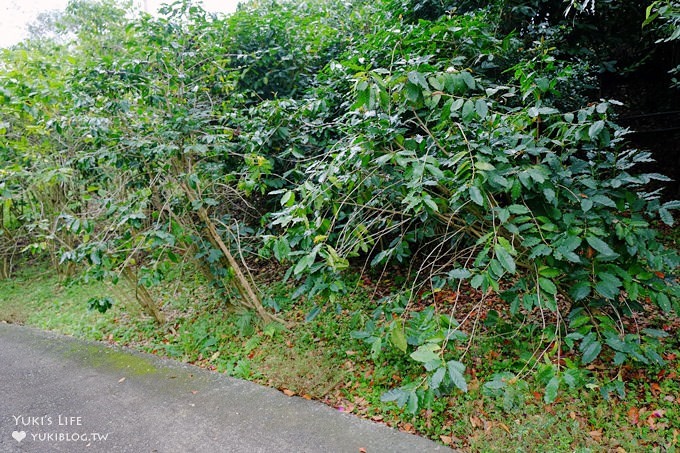 苗栗景點【上田咖啡莊園】繽紛愛心椅×樟樹桐花森林×咖啡慢生活(親子適合) - yuki.tw