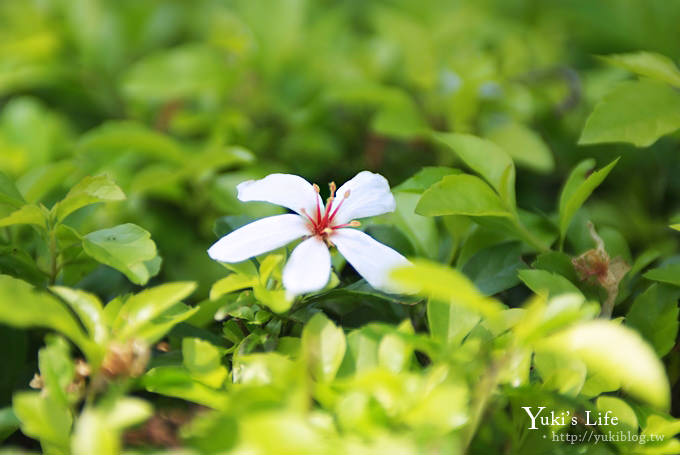 [苗栗賞桐] 銅鑼客家大院桐花樂活主題公園 ✿ 五月吹雪‧油桐花 - yuki.tw