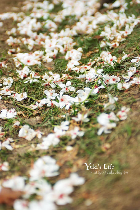 [苗栗賞桐] 銅鑼客家大院桐花樂活主題公園 ✿ 五月吹雪‧油桐花 - yuki.tw