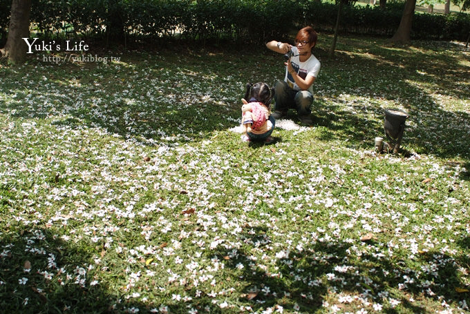 [苗栗賞桐] 銅鑼客家大院桐花樂活主題公園 ✿ 五月吹雪‧油桐花 - yuki.tw