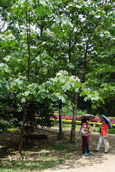 [苗栗賞桐] 銅鑼客家大院桐花樂活主題公園 ✿ 五月吹雪‧油桐花 - yuki.tw