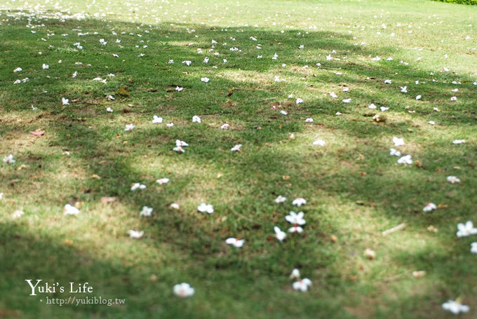 [苗栗賞桐] 銅鑼客家大院桐花樂活主題公園 ✿ 五月吹雪‧油桐花 - yuki.tw