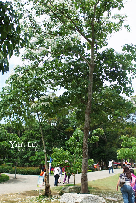 [苗栗賞桐] 銅鑼客家大院桐花樂活主題公園 ✿ 五月吹雪‧油桐花 - yuki.tw