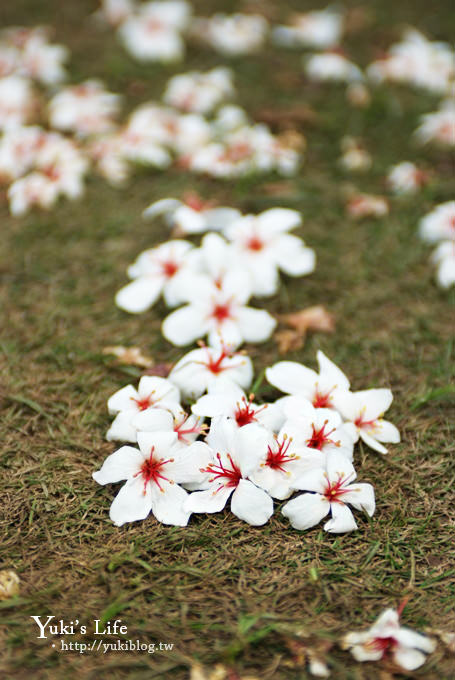 [苗栗賞桐] 銅鑼客家大院桐花樂活主題公園 ✿ 五月吹雪‧油桐花 - yuki.tw