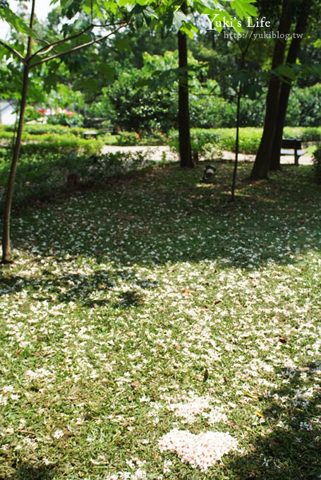 [苗栗賞桐] 銅鑼客家大院桐花樂活主題公園 ✿ 五月吹雪‧油桐花 - yuki.tw