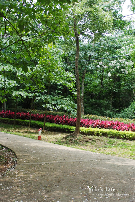 [苗栗賞桐] 銅鑼客家大院桐花樂活主題公園 ✿ 五月吹雪‧油桐花 - yuki.tw