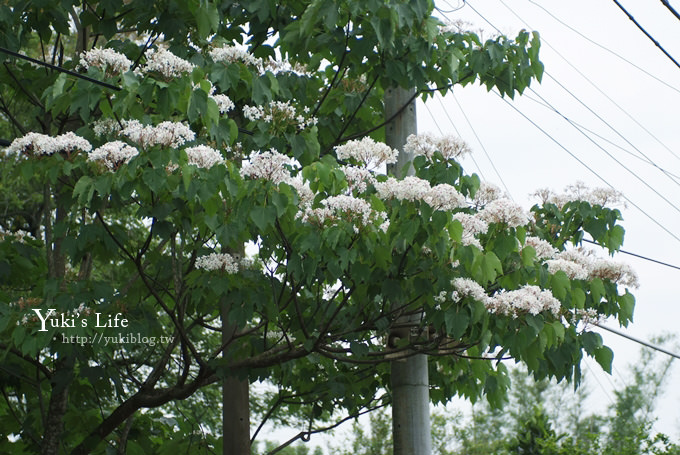 [苗栗賞桐] 銅鑼客家大院桐花樂活主題公園 ✿ 五月吹雪‧油桐花 - yuki.tw