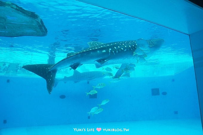 日本┃橫濱‧八景島海島樂園親子遊→無限感動の親密水族館×遊樂園（上）也適合約會喲！ - yuki.tw