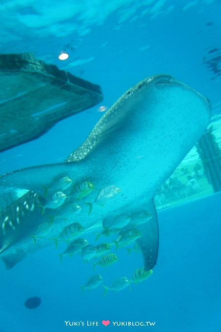 日本┃橫濱‧八景島海島樂園親子遊→無限感動の親密水族館×遊樂園（上）也適合約會喲！ - yuki.tw