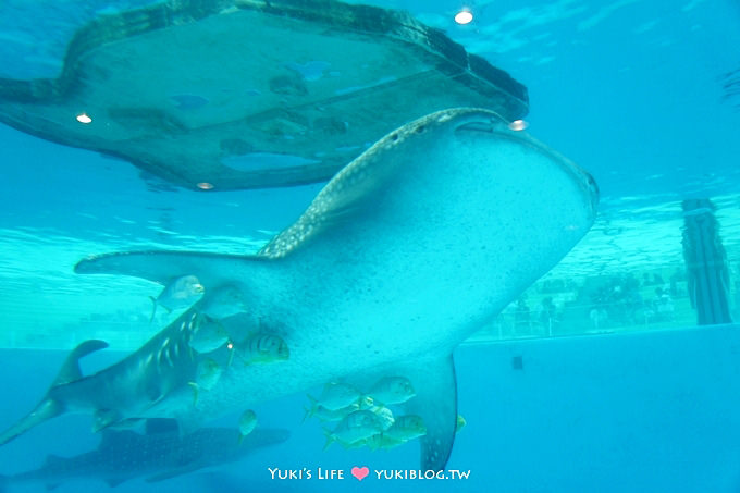 日本┃橫濱‧八景島海島樂園親子遊→無限感動の親密水族館×遊樂園（上）也適合約會喲！ - yuki.tw