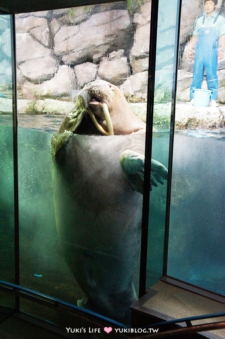 日本┃橫濱‧八景島海島樂園親子遊→無限感動の親密水族館×遊樂園（上）也適合約會喲！ - yuki.tw