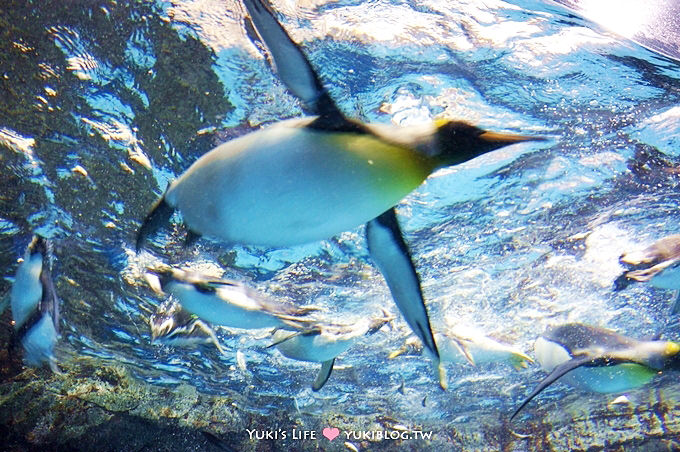 日本┃橫濱‧八景島海島樂園親子遊→無限感動の親密水族館×遊樂園（上）也適合約會喲！ - yuki.tw