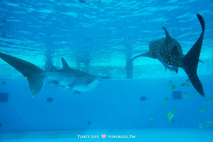 日本┃橫濱‧八景島海島樂園親子遊→無限感動の親密水族館×遊樂園（上）也適合約會喲！ - yuki.tw