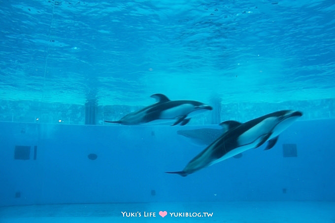 日本┃橫濱‧八景島海島樂園親子遊→無限感動の親密水族館×遊樂園（上）也適合約會喲！ - yuki.tw