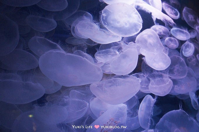 日本┃橫濱‧八景島海島樂園親子遊→無限感動の親密水族館×遊樂園（上）也適合約會喲！ - yuki.tw