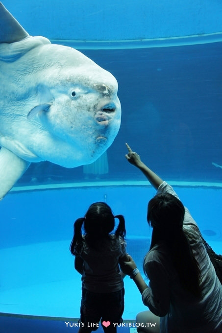 日本┃橫濱‧八景島海島樂園親子遊→無限感動の親密水族館×遊樂園（上）也適合約會喲！ - yuki.tw