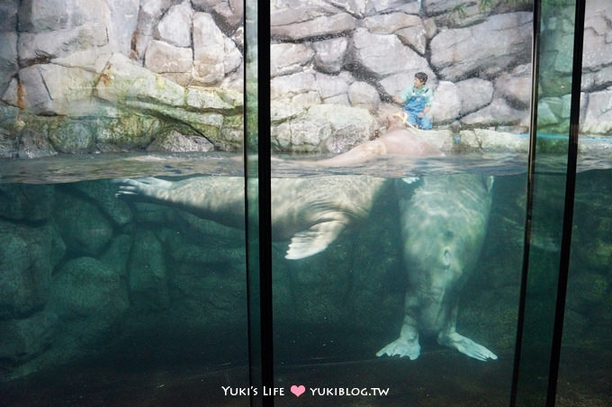 日本┃橫濱‧八景島海島樂園親子遊→無限感動の親密水族館×遊樂園（上）也適合約會喲！ - yuki.tw