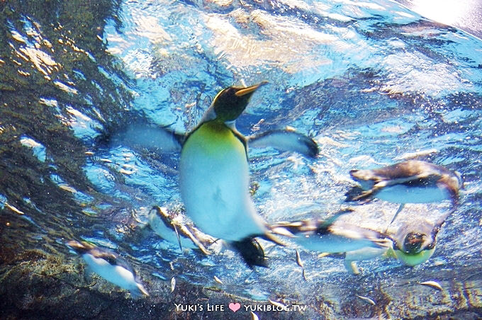 日本┃橫濱‧八景島海島樂園親子遊→無限感動の親密水族館×遊樂園（上）也適合約會喲！ - yuki.tw