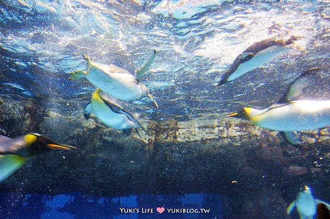 日本┃橫濱‧八景島海島樂園親子遊→無限感動の親密水族館×遊樂園（上）也適合約會喲！ - yuki.tw