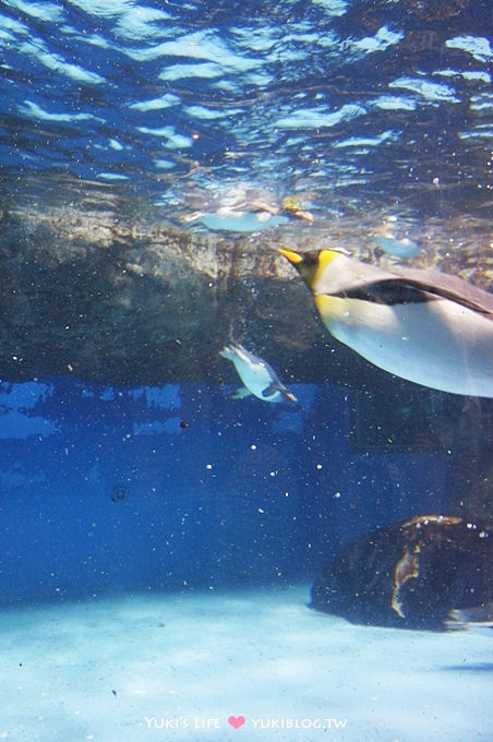 日本┃橫濱‧八景島海島樂園親子遊→無限感動の親密水族館×遊樂園（上）也適合約會喲！ - yuki.tw