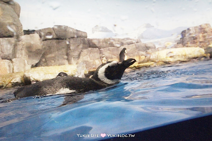 日本┃橫濱‧八景島海島樂園親子遊→無限感動の親密水族館×遊樂園（上）也適合約會喲！ - yuki.tw