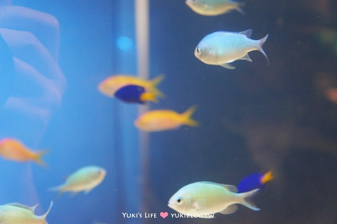 日本┃橫濱‧八景島海島樂園親子遊→無限感動の親密水族館×遊樂園（上）也適合約會喲！ - yuki.tw