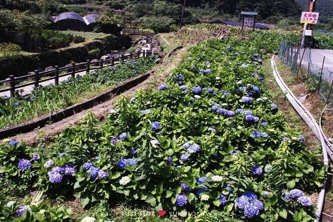 台北遊記┃陽明山竹子湖‧大梯田花卉生態農場～繡球花盛開❤(5/30拍攝.含交通指南) - yuki.tw