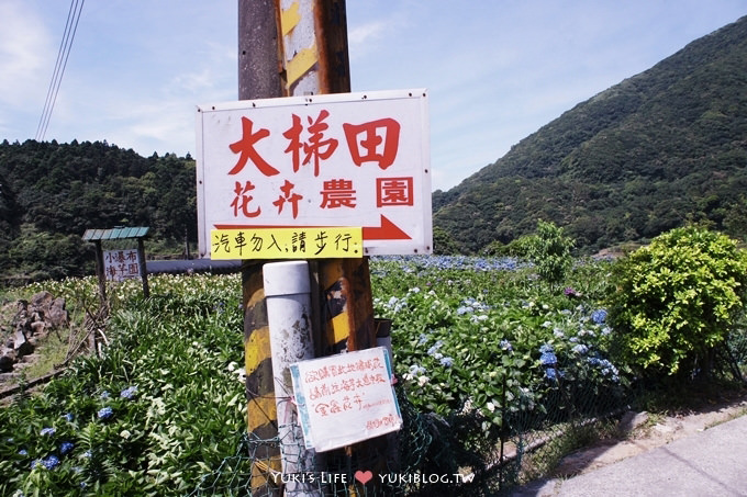 台北遊記┃陽明山竹子湖‧大梯田花卉生態農場～繡球花盛開❤(5/30拍攝.含交通指南) - yuki.tw