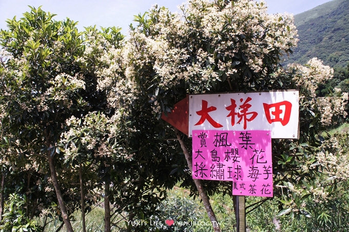 台北遊記┃陽明山竹子湖‧大梯田花卉生態農場～繡球花盛開❤(5/30拍攝.含交通指南) - yuki.tw